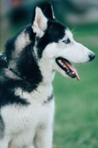 Арчи