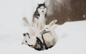 Герда