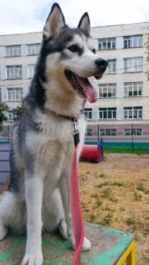 Локи