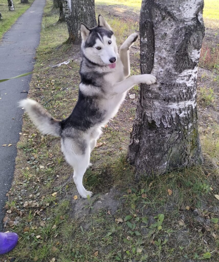 Норд