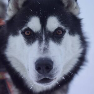 Локи